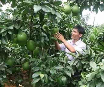 艰苦奋斗的现代农业的追梦者——王锦阳